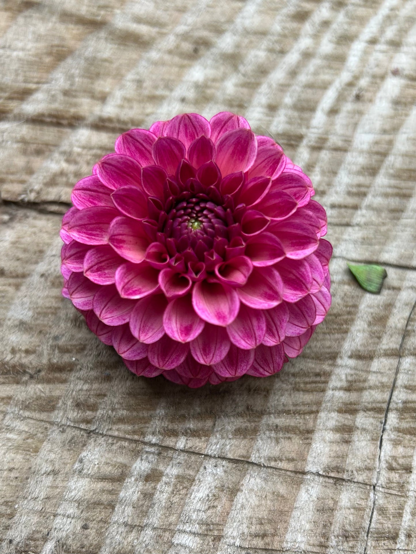 Levi’s crimson dawn