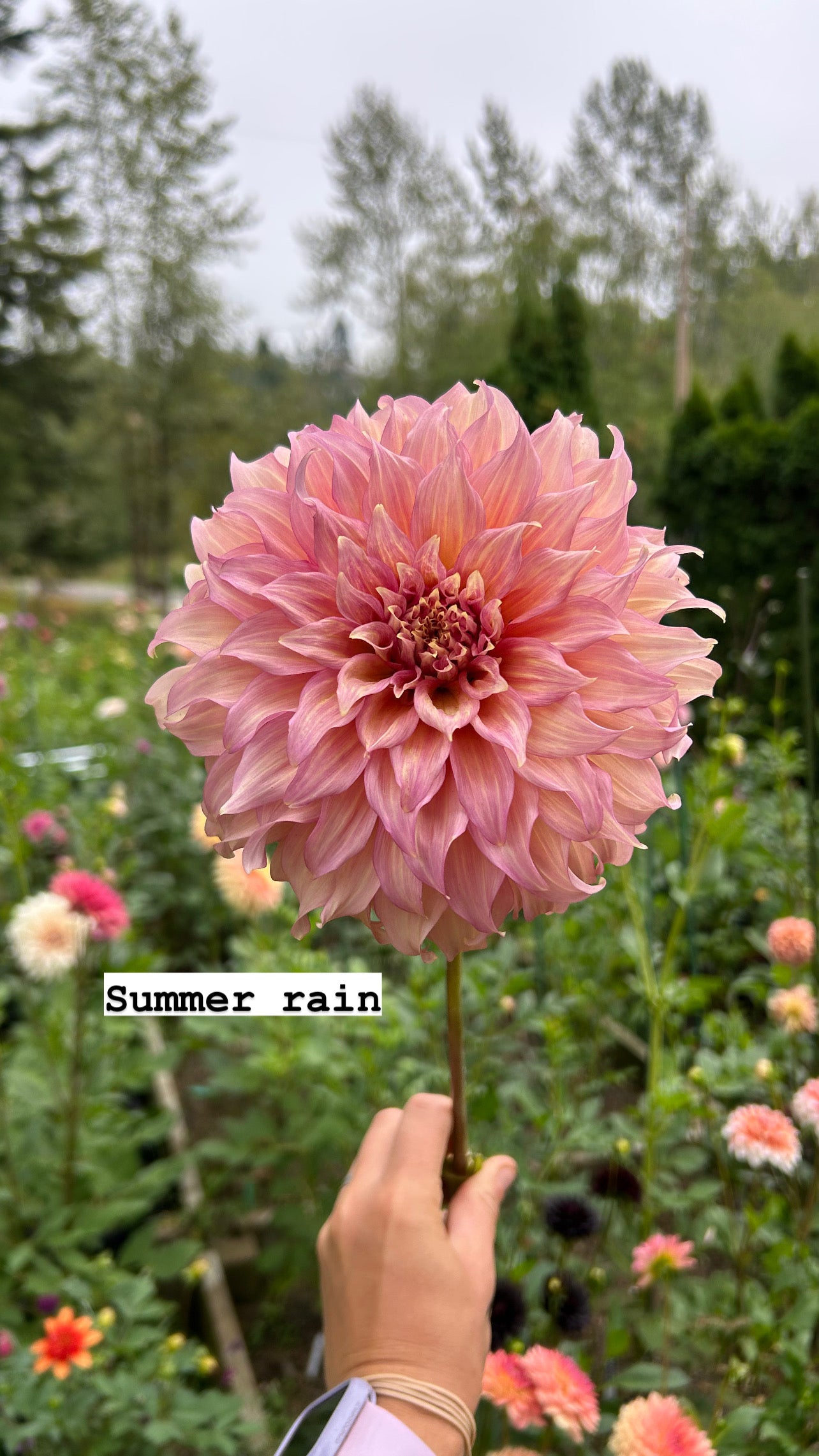 Summer Rain