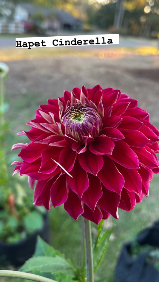 Hapet Cinderella
