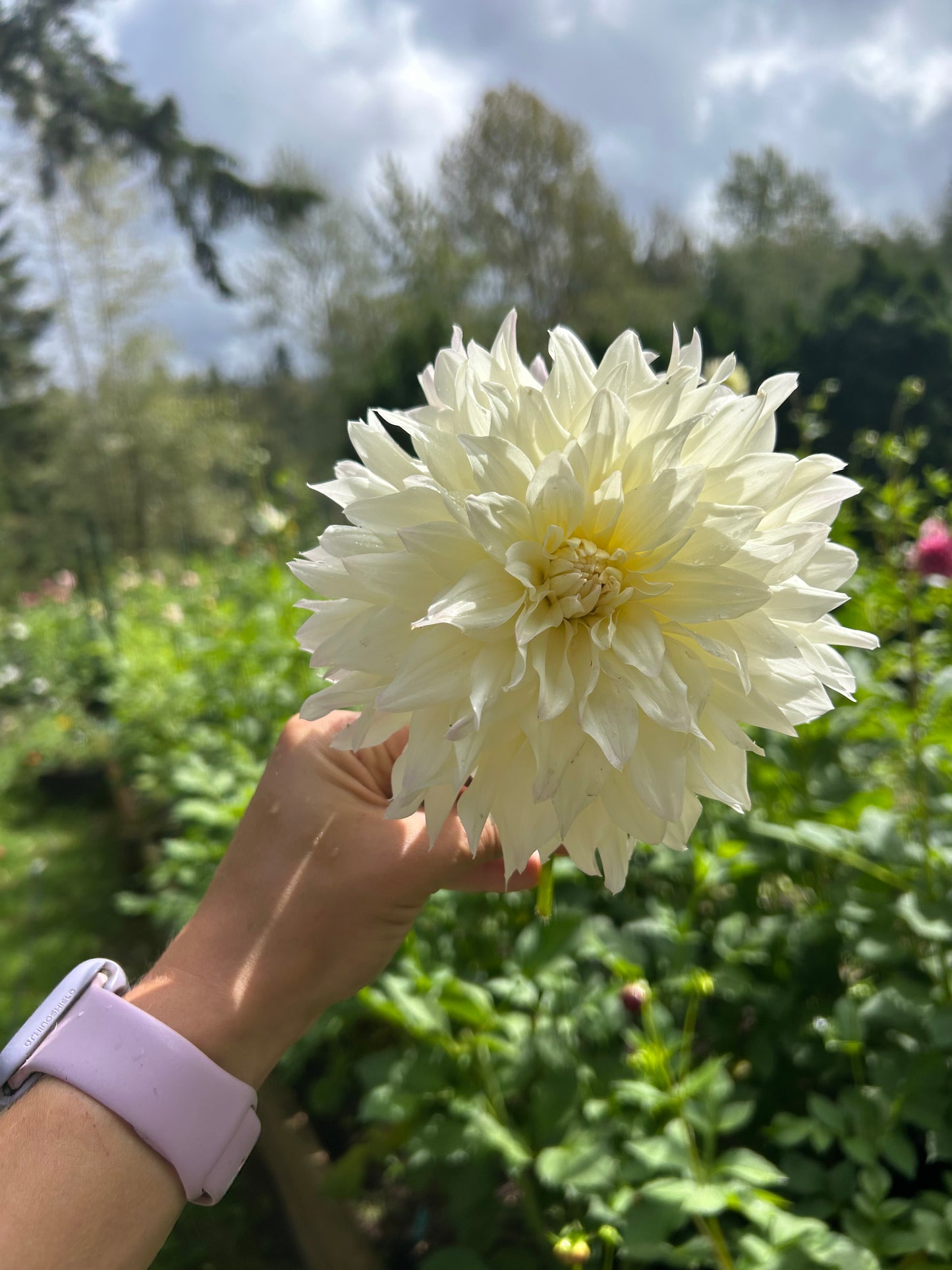 Tahoma Early Dawn ✨A pipers fav✨