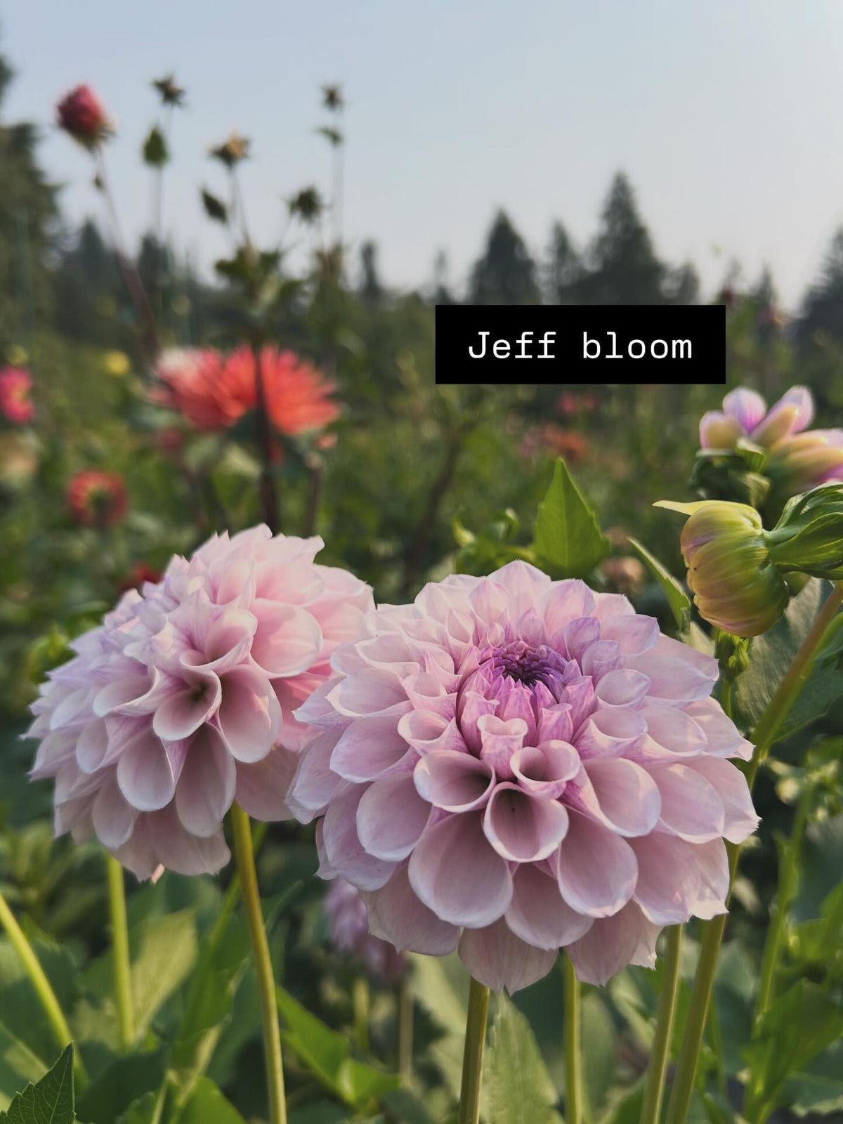 Jeff Bloom Rooted Cutting