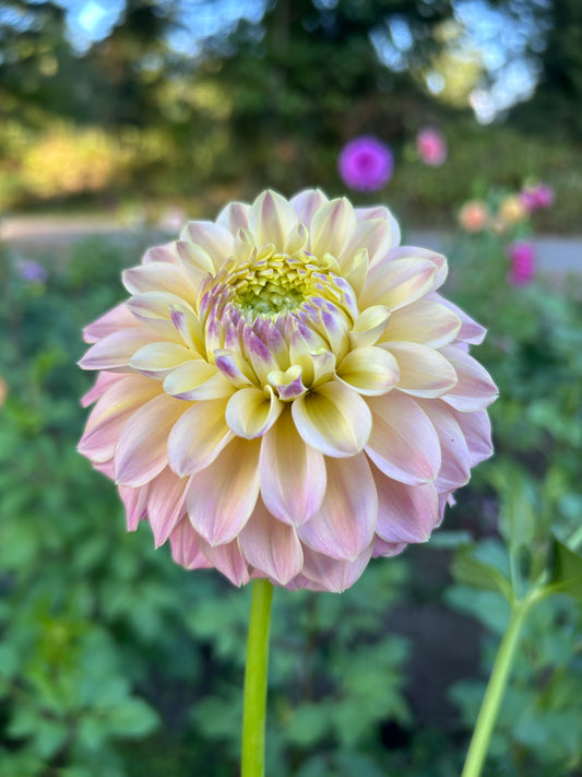 Elk’s Tenley Rose