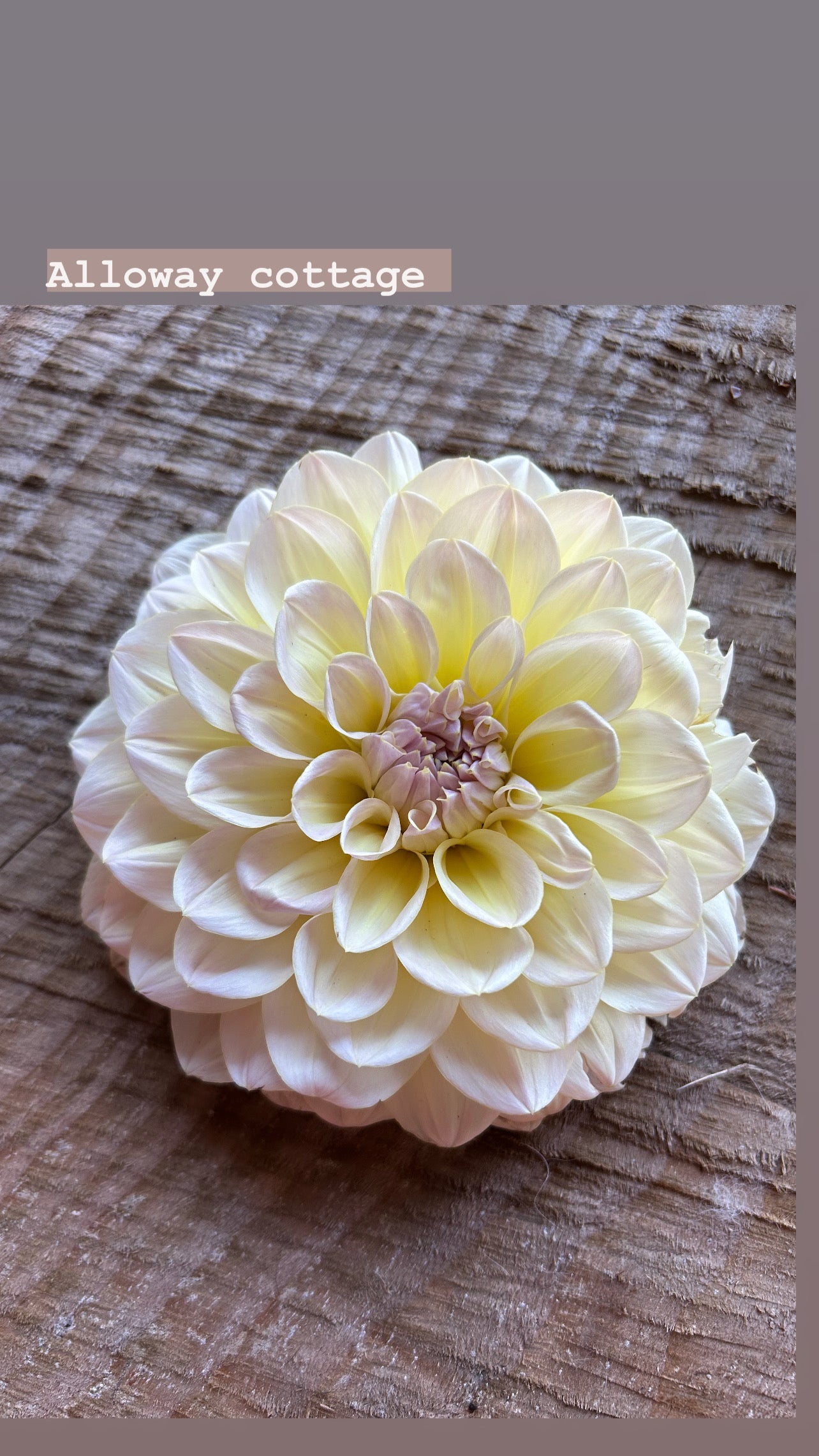 Fall shipped rooted dahlia cutting- Alloway cottage