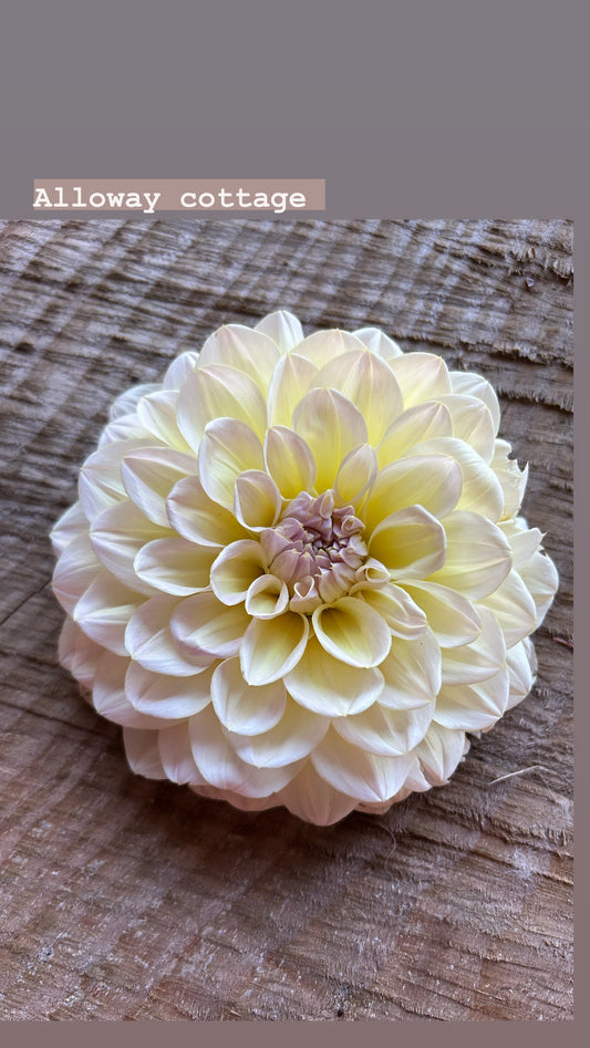 Fall shipped rooted dahlia cutting- Alloway cottage
