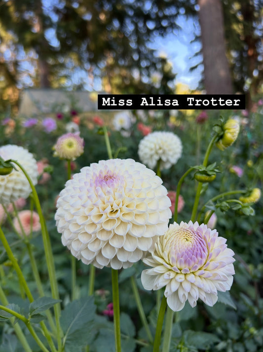 Miss Alissa trotter