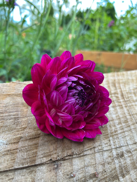 Sandia Bertha
