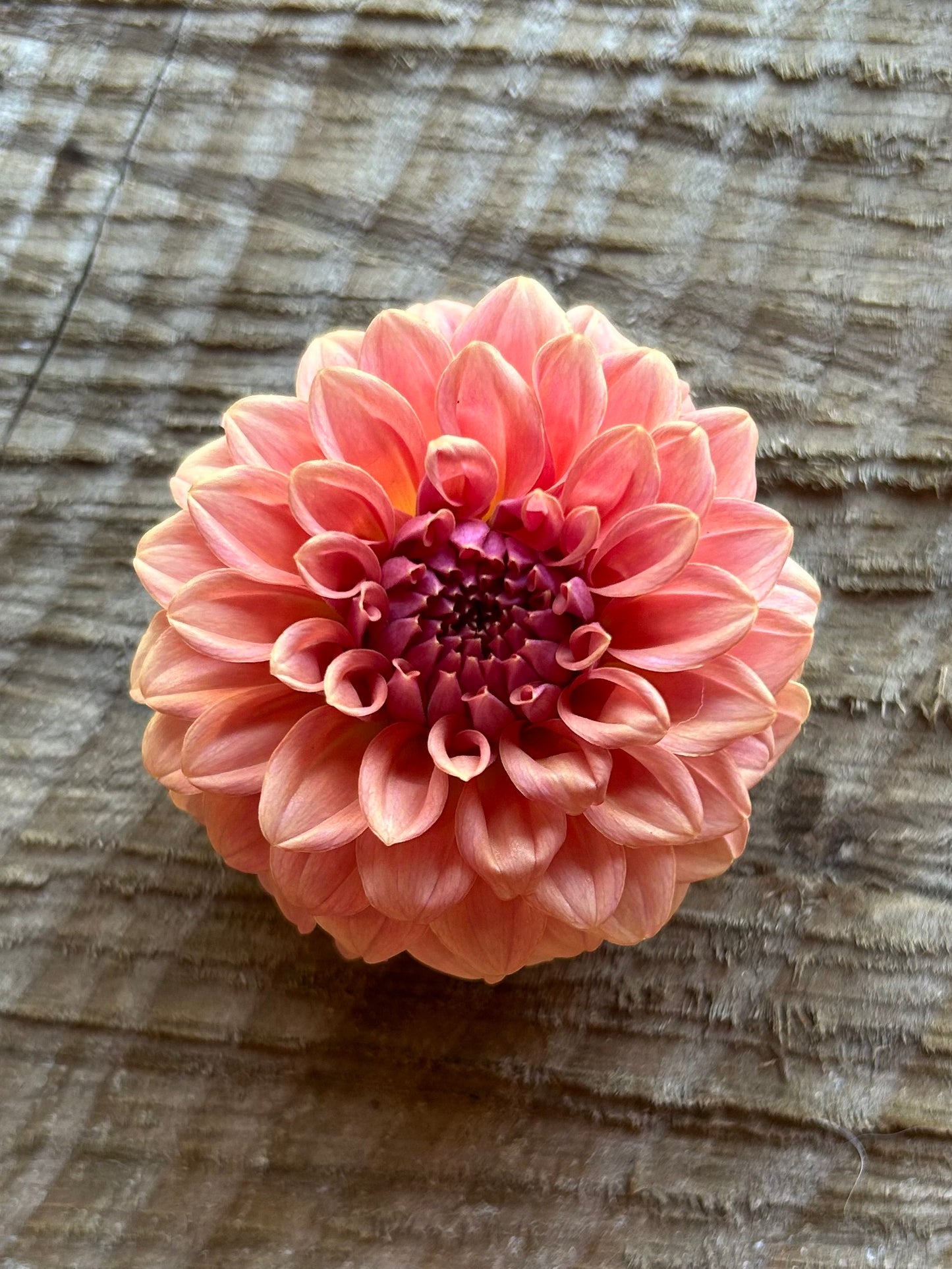 Fall shipped rooted dahlia cutting - Levi’s Blue smoke