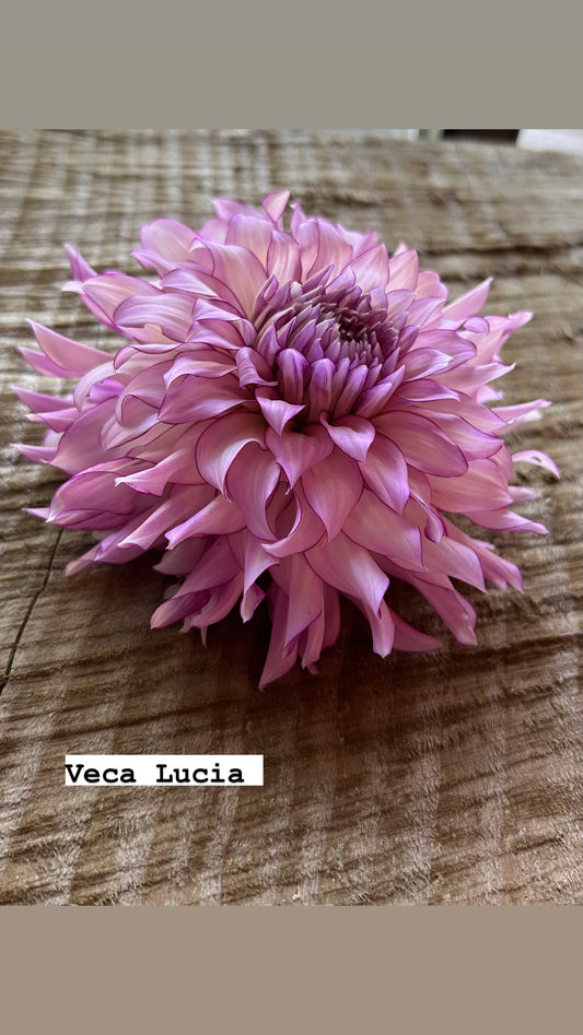 Veca Lucia 🤍A pipers fav🤍