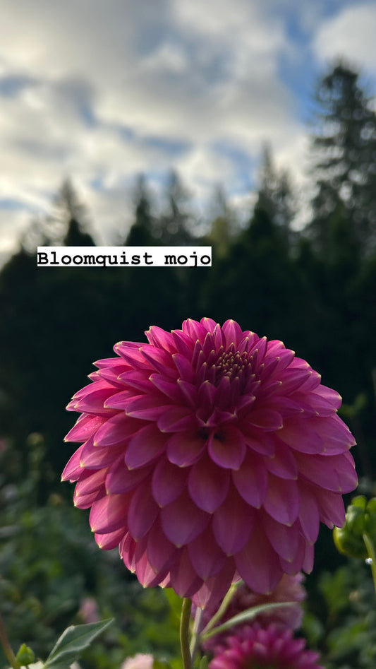 Bloomquist Mojo