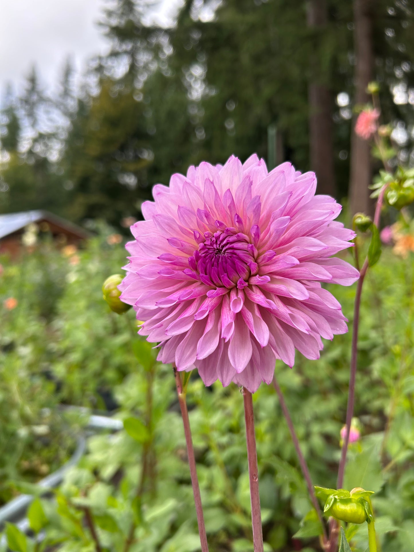 Lees Flute Loop Lavender