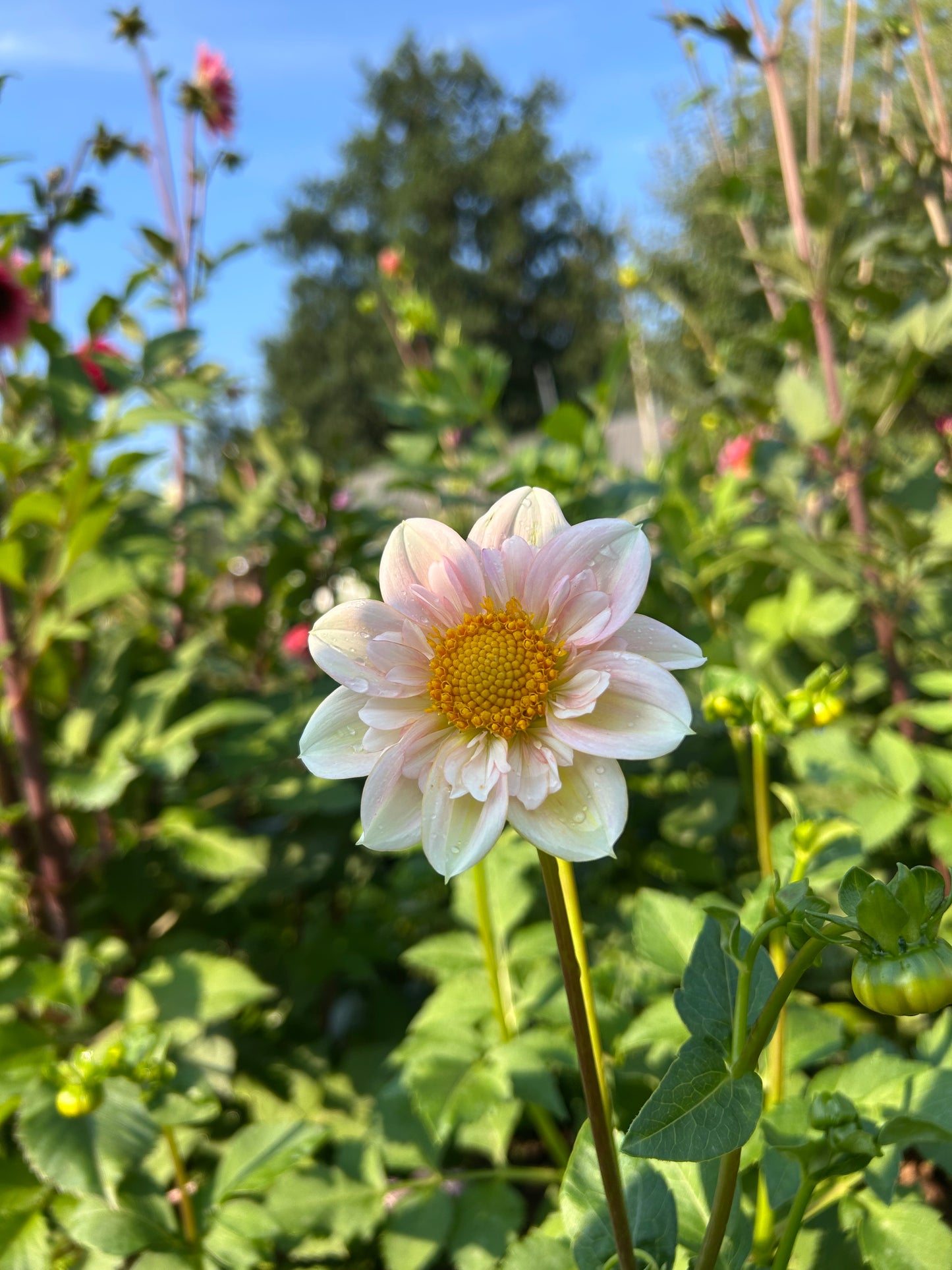 Mayberrys Peach Blossom