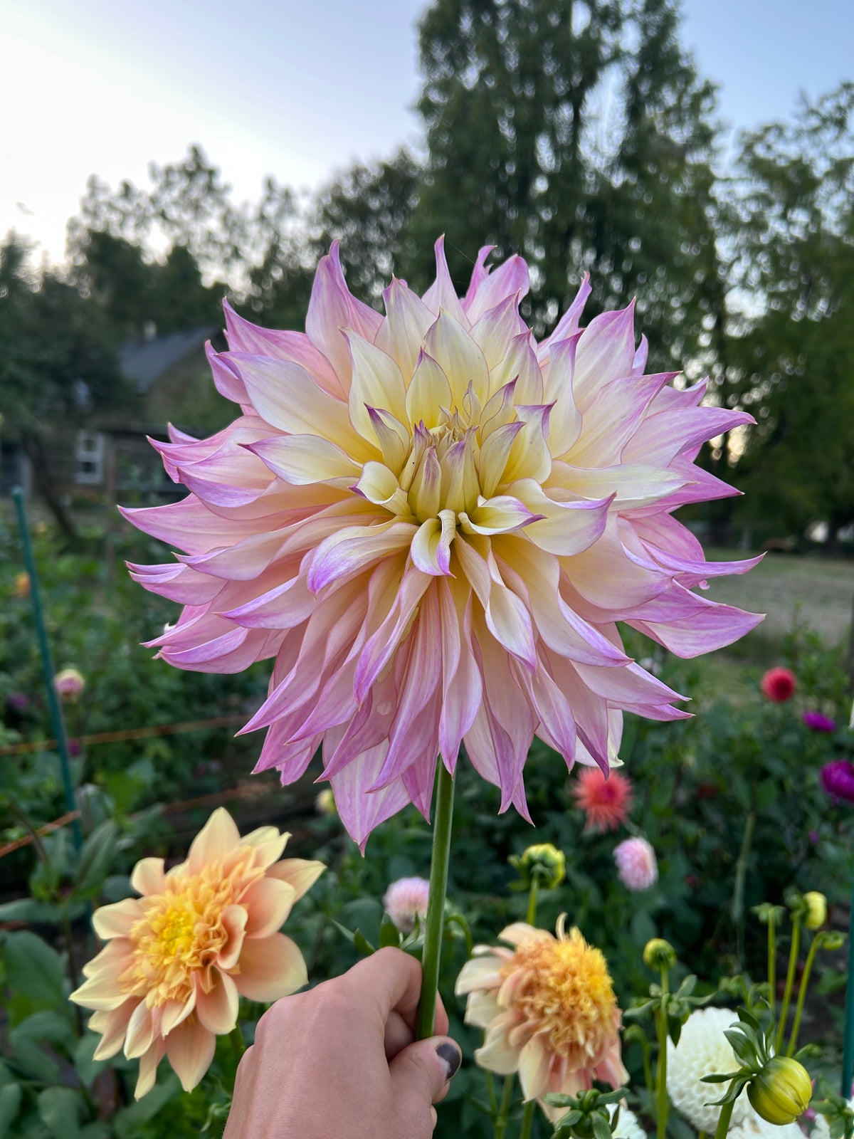 Garden Of Love