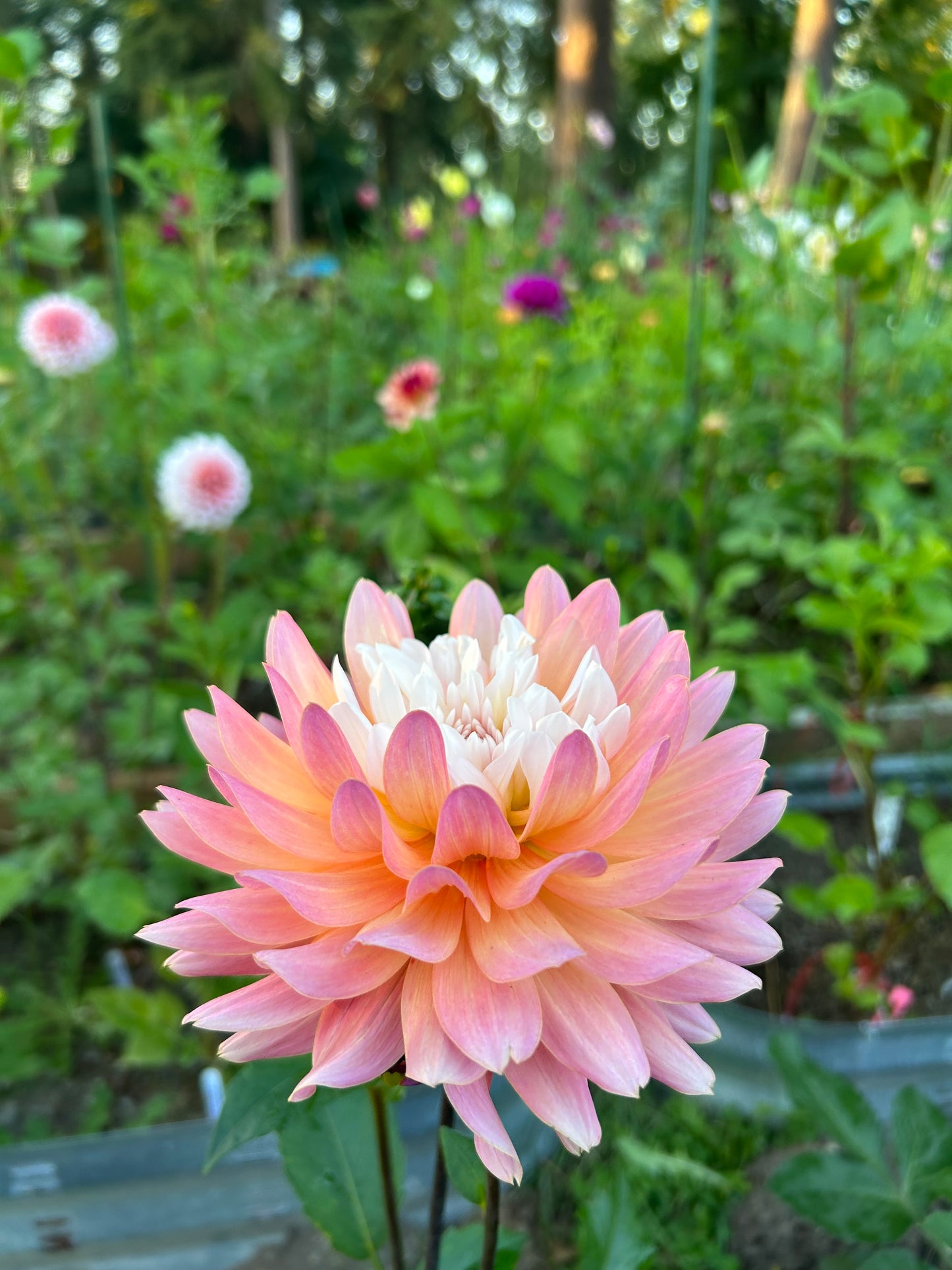 Fall shipped rooted dahlia cutting- Annie Bananie
