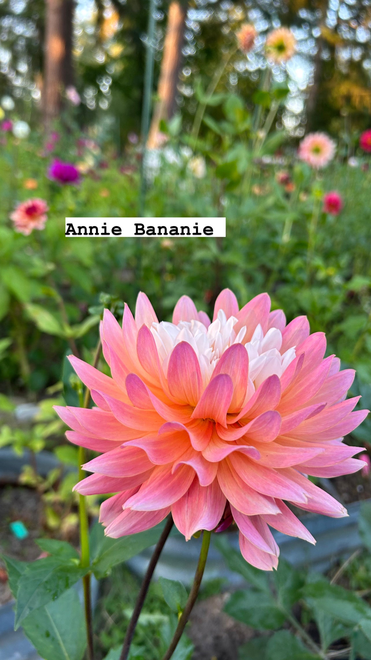 Fall shipped rooted dahlia cutting- Annie Bananie