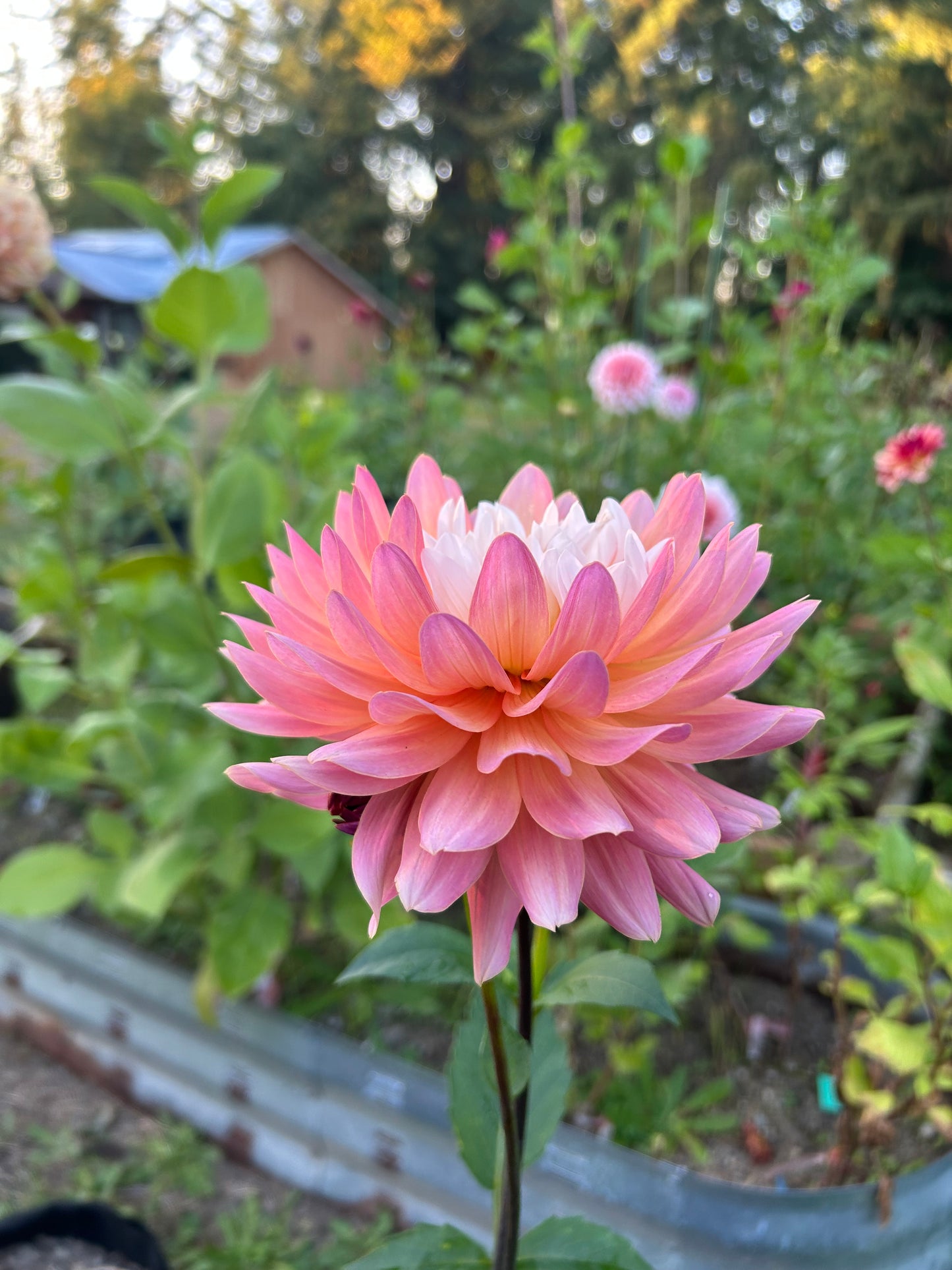 Fall shipped rooted dahlia cutting- Annie Bananie