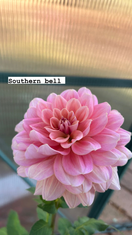 Southern Belle