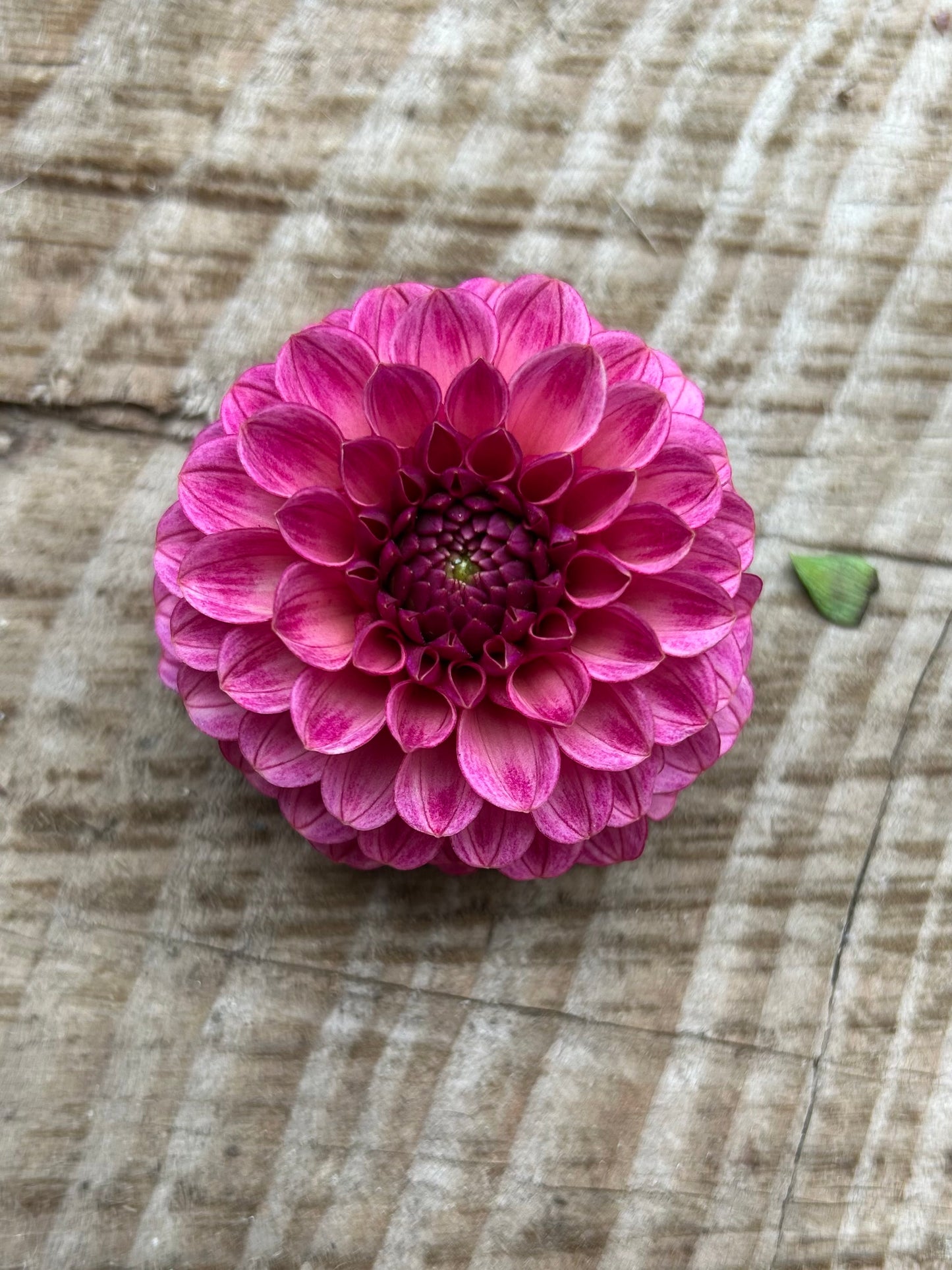 Levi’s crimson dawn