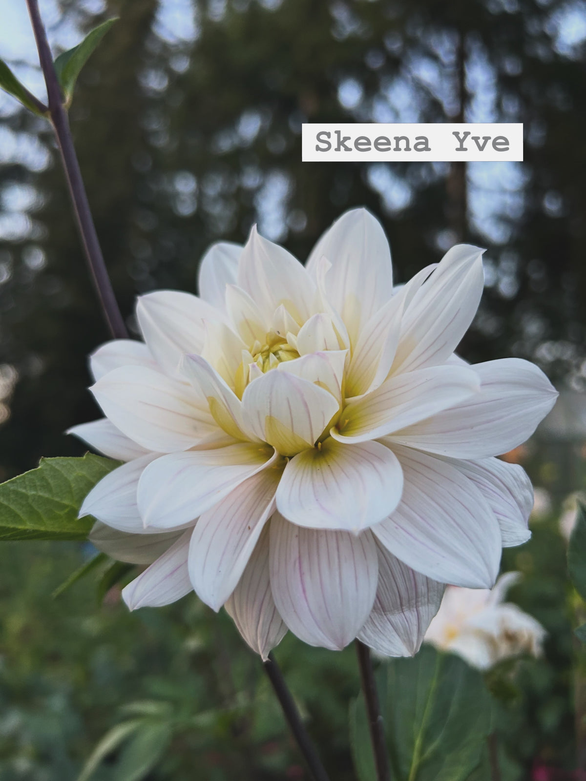Skeena yve