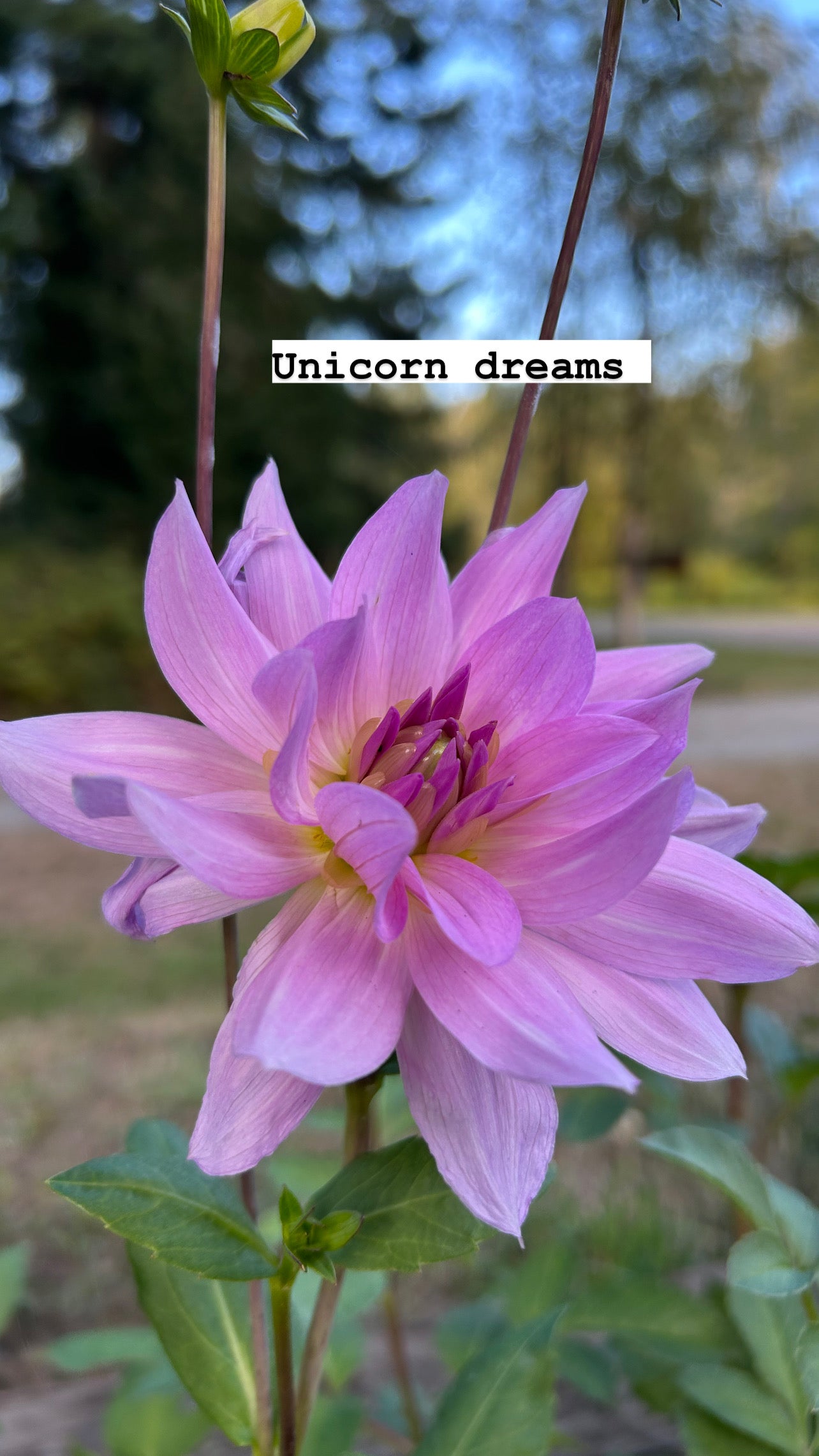 Unicorn dreams