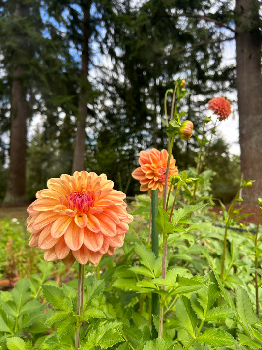 Ferncliff Copper