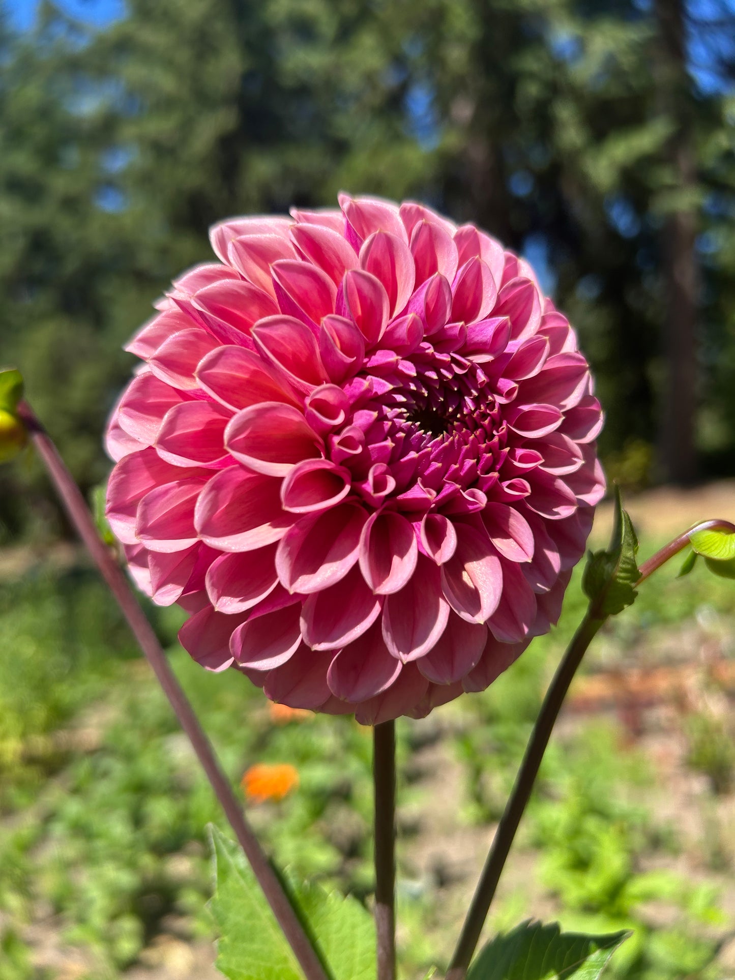 RM Berry Bliss