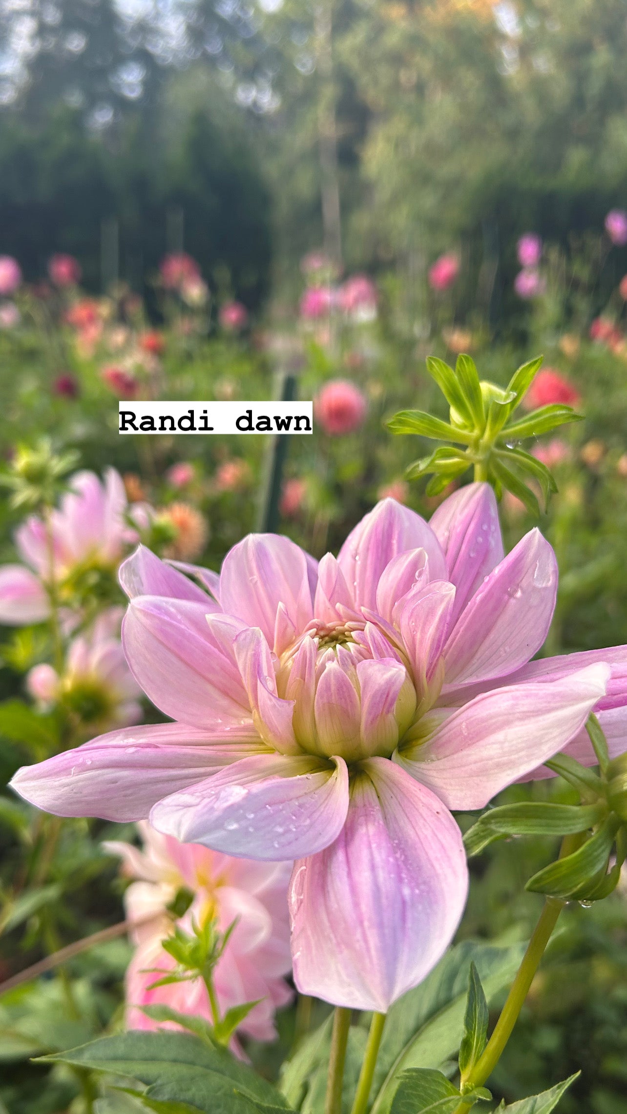 Randi Dawn