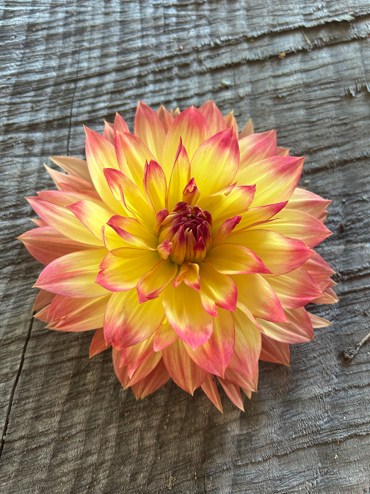 Aloa sunset queen