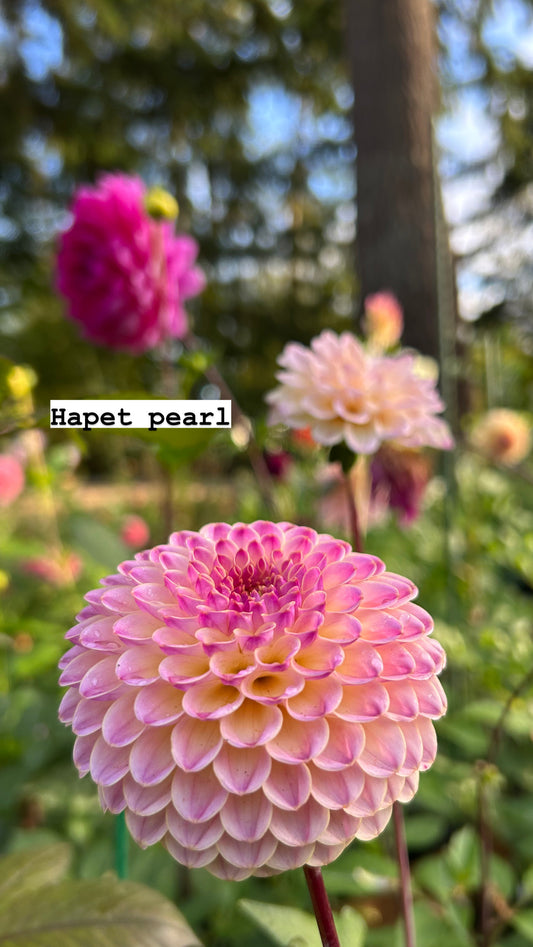 Hapet Pearl