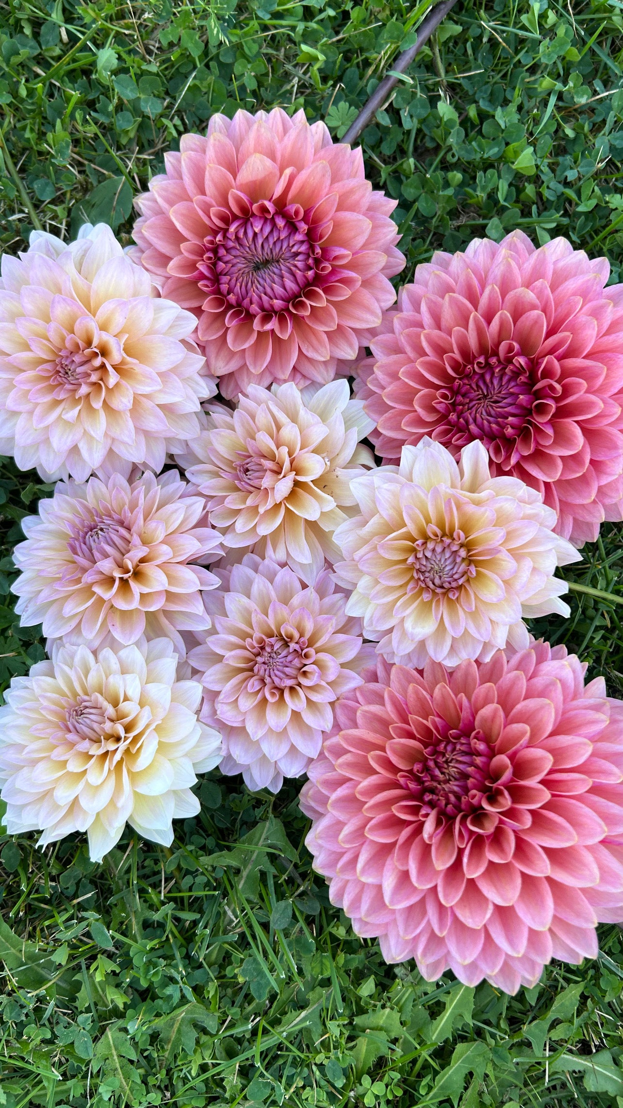 Dandelion Lanes The Special