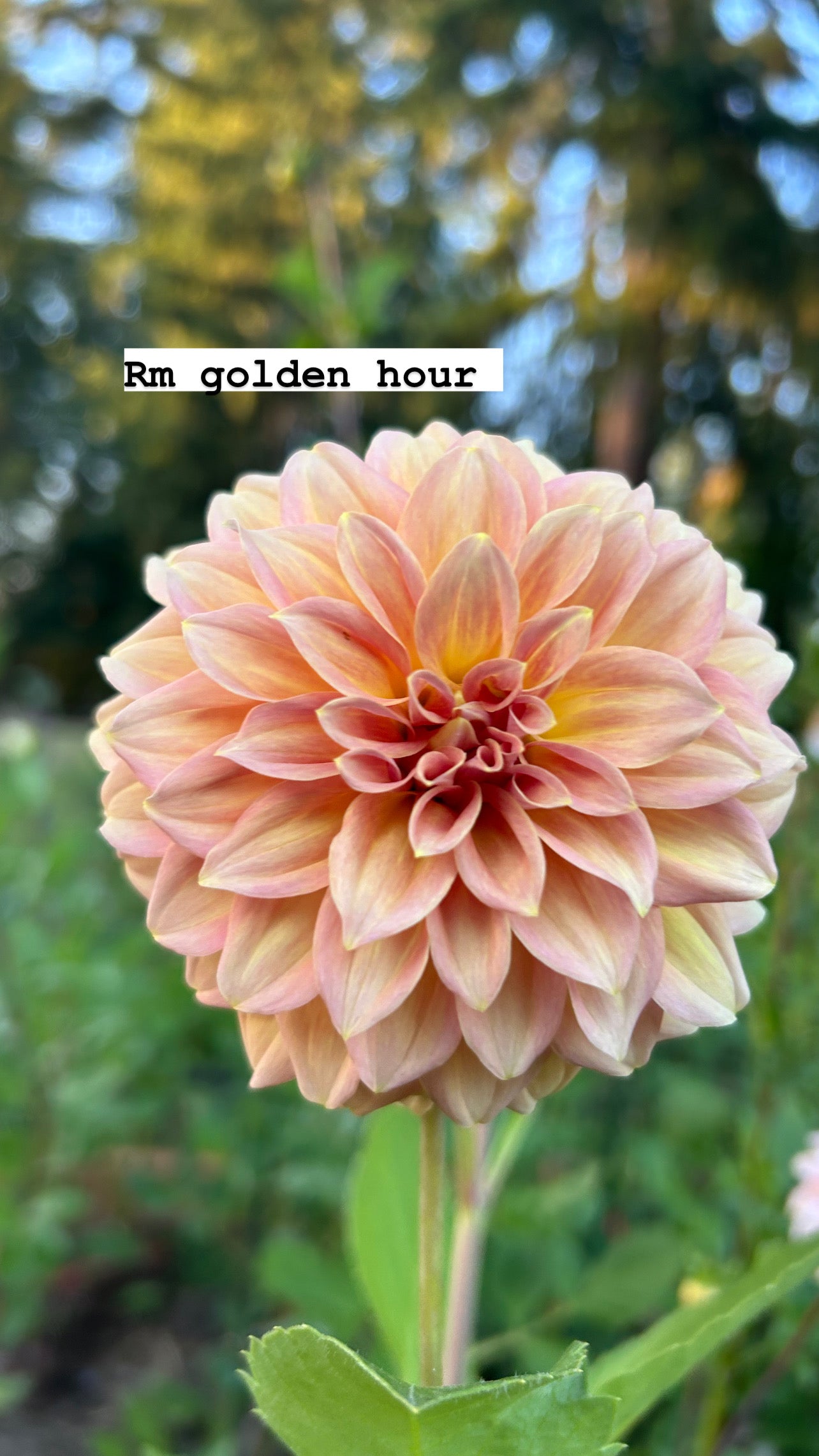 RM golden hour