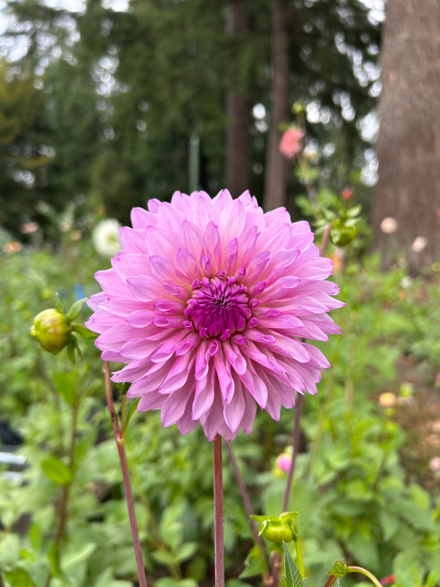 Lees Flute Loop Lavender