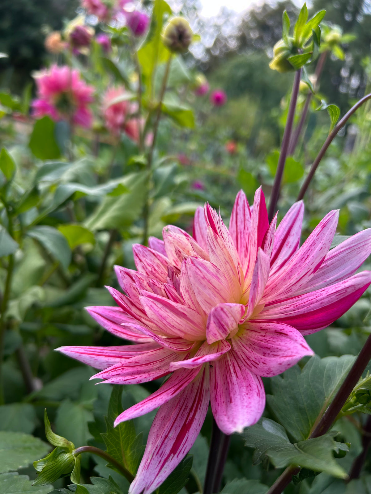 Hollyhill Lilly Anne