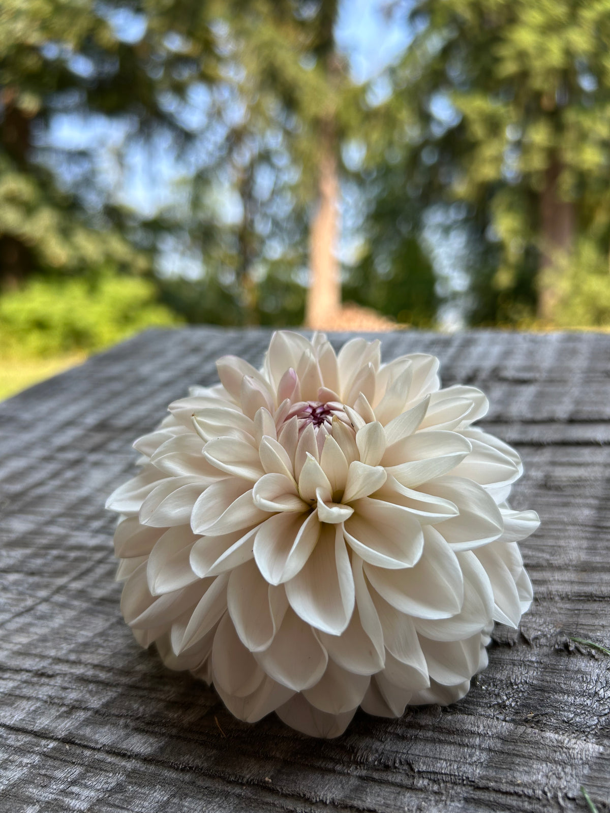Roe pearly doll