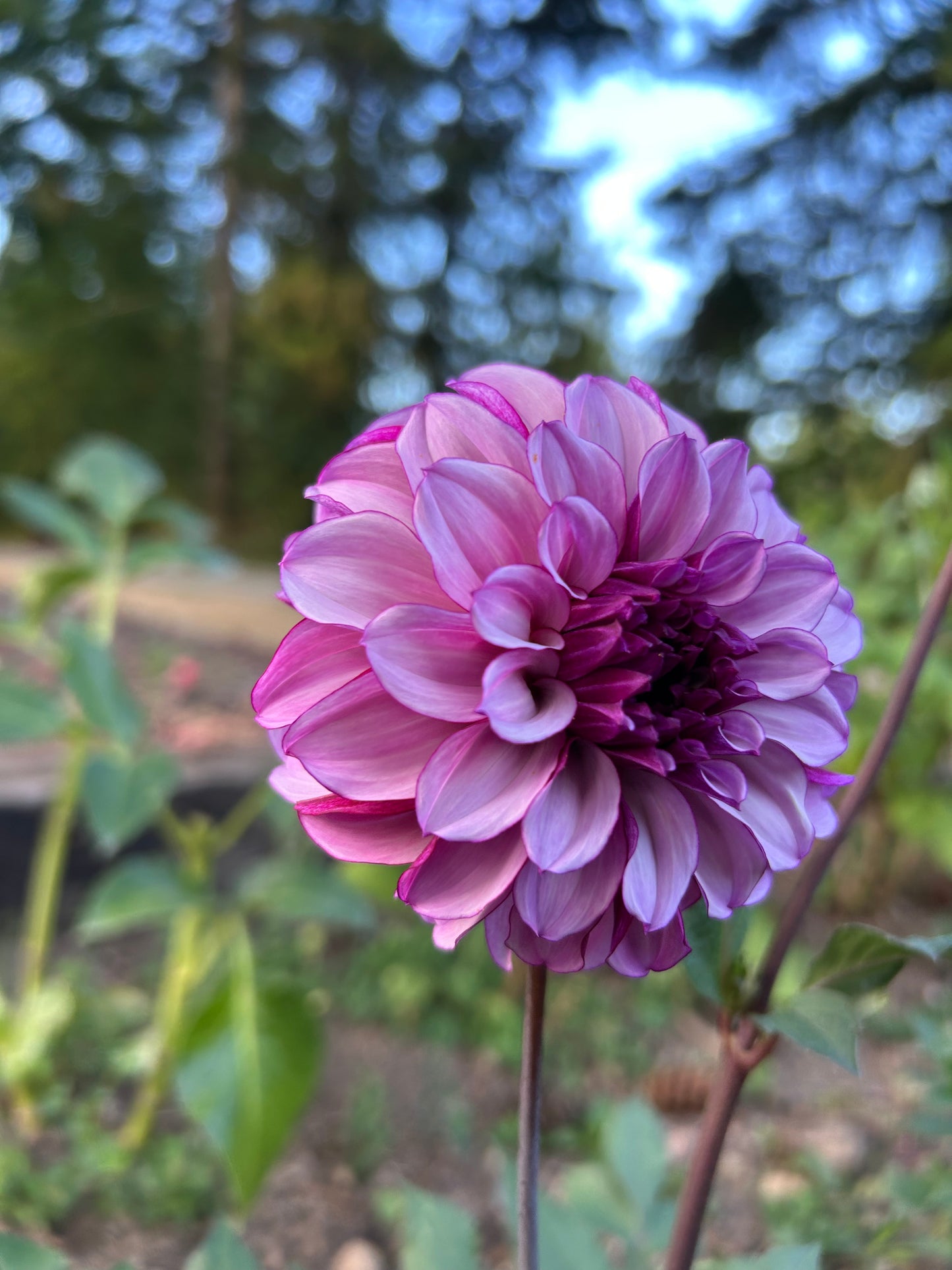 Blueberry Classic 🖤