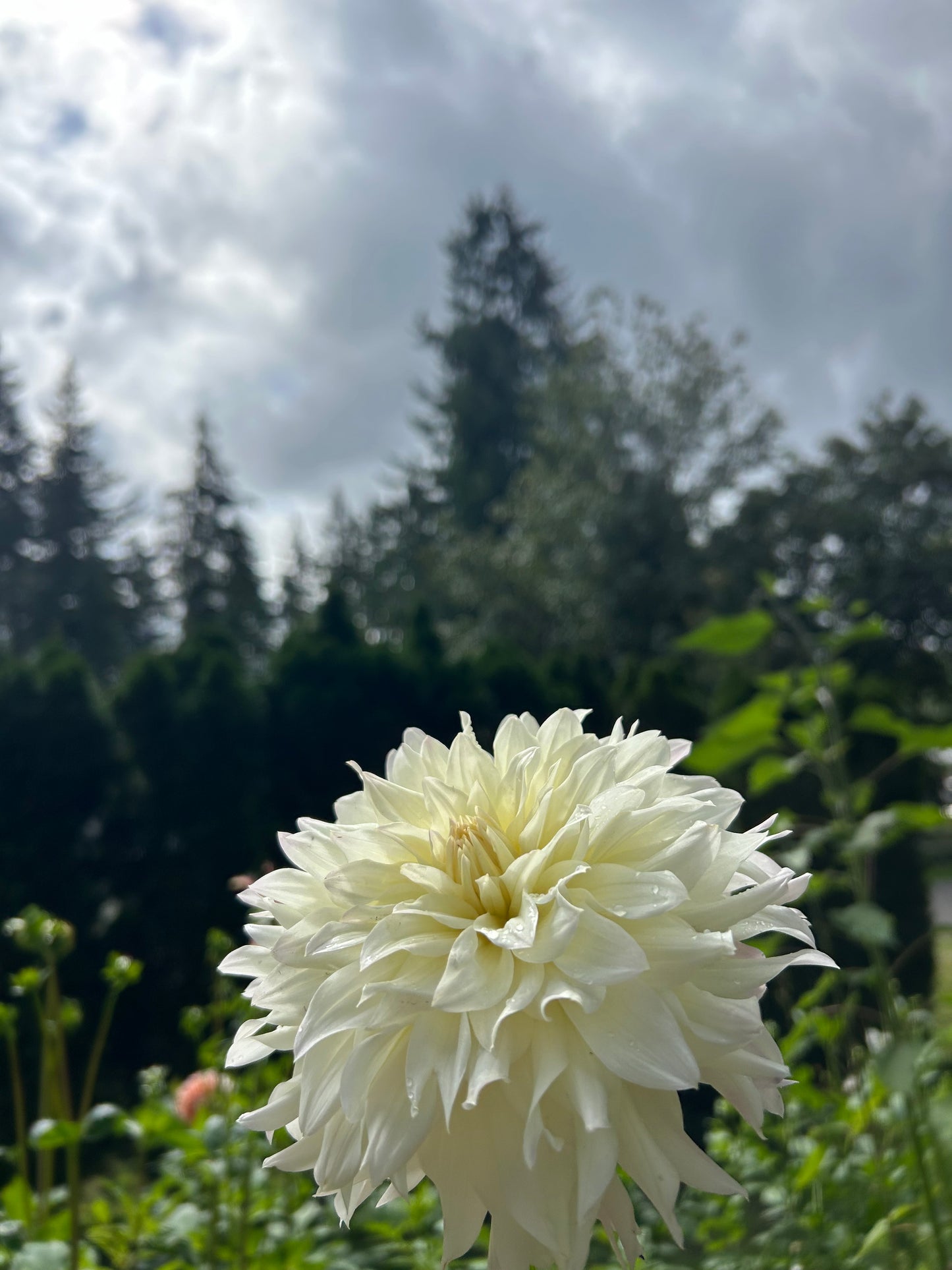 Tahoma Early Dawn ✨A pipers fav✨