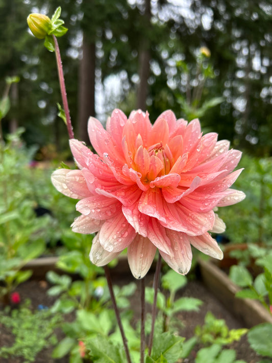 Fall shipped rooted dahlia cutting- Carolina Wagemans
