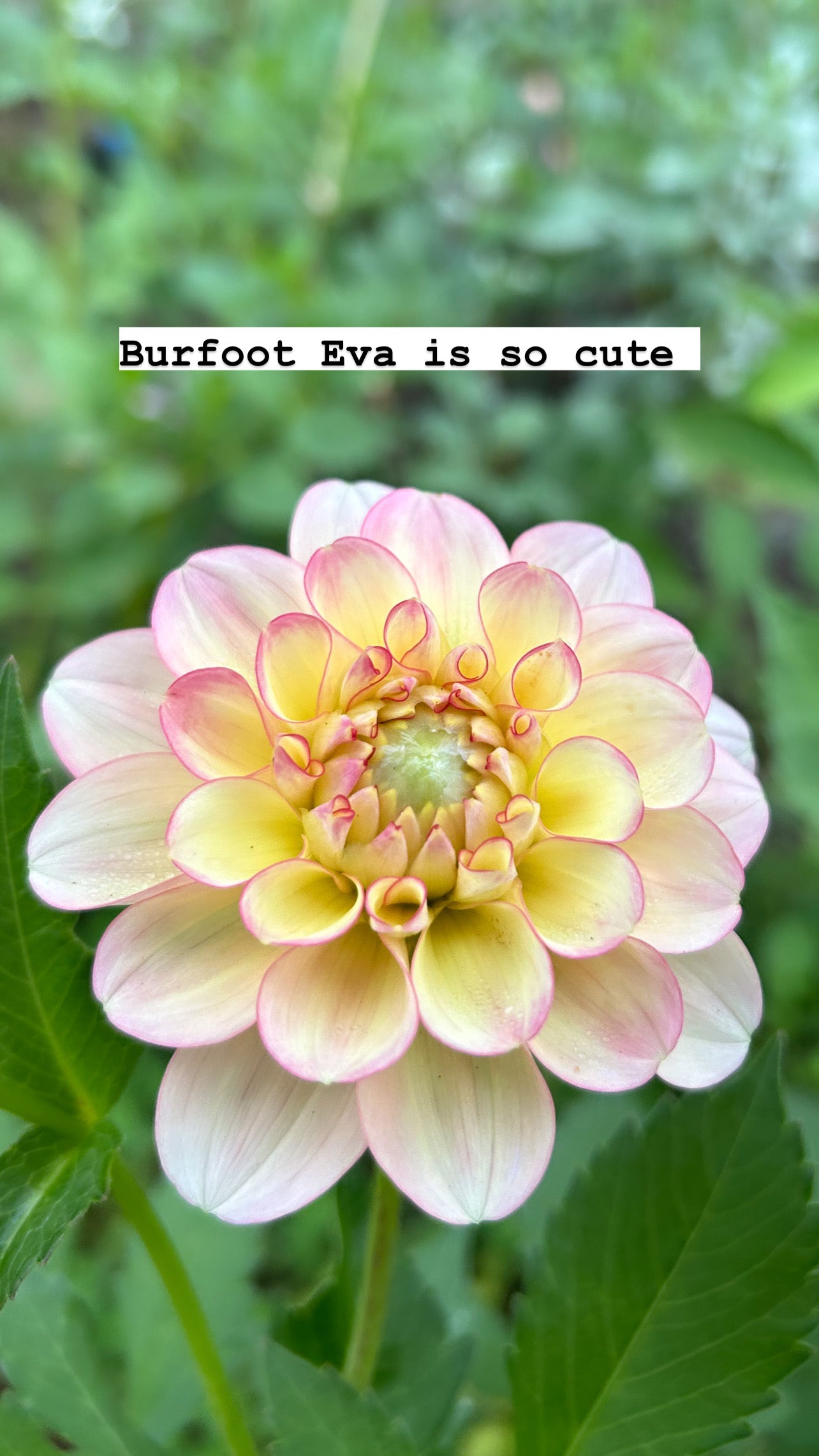 Burfoot Eva