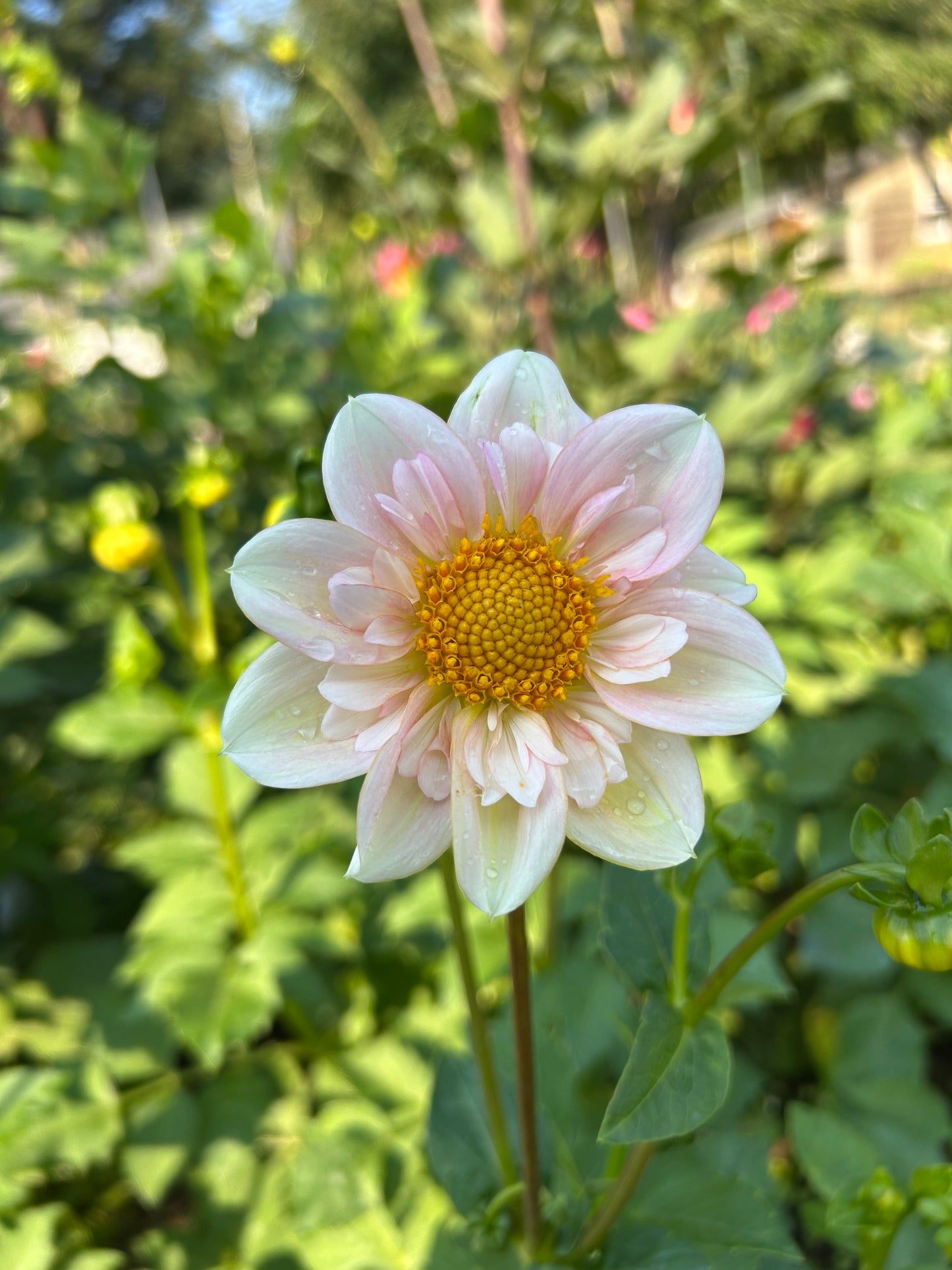 Mayberrys Peach Blossom
