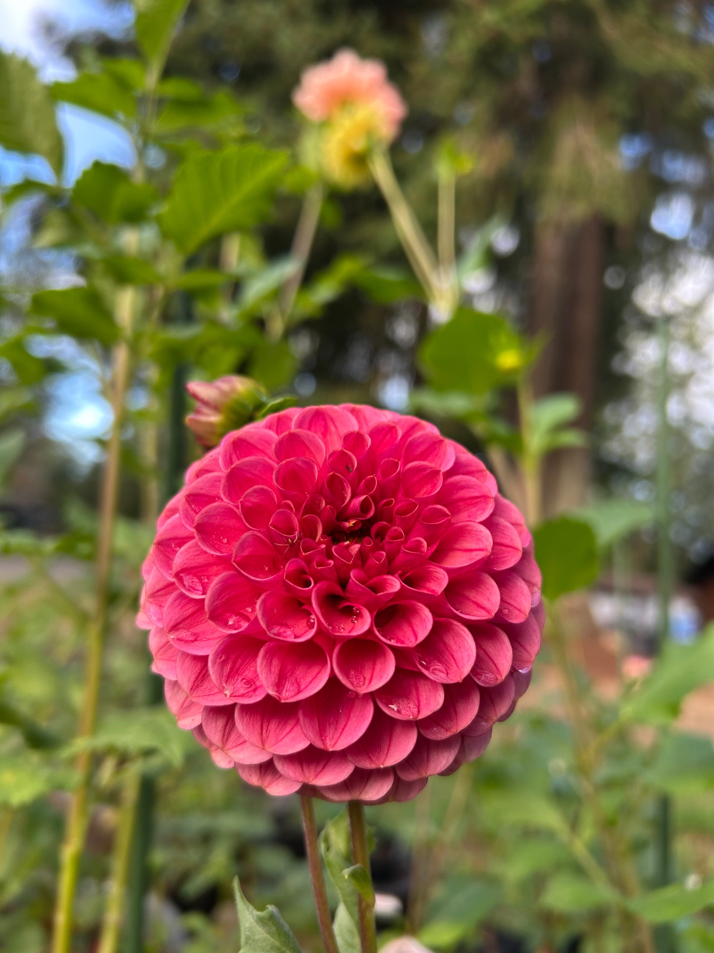 Levi’s crimson dawn