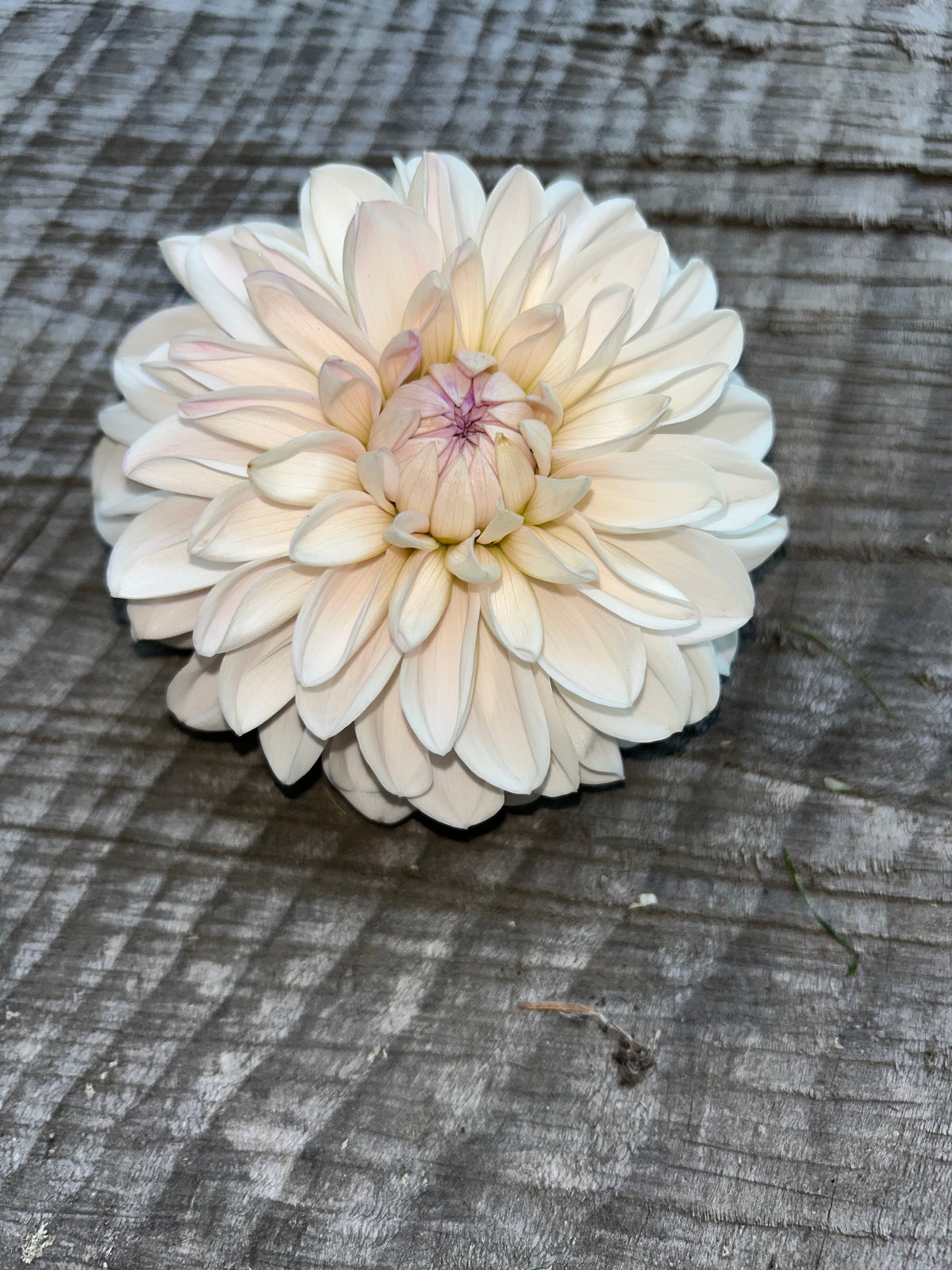 Roe pearly doll