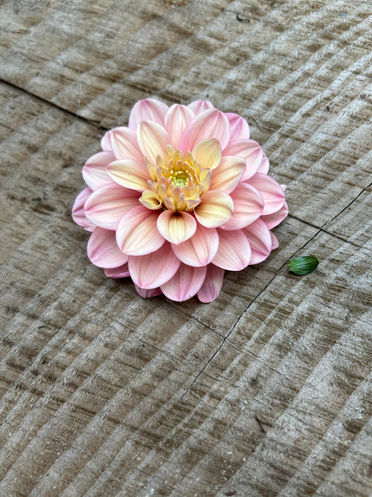 Fall shipped rooted dahlia cutting- Florelie Kindness