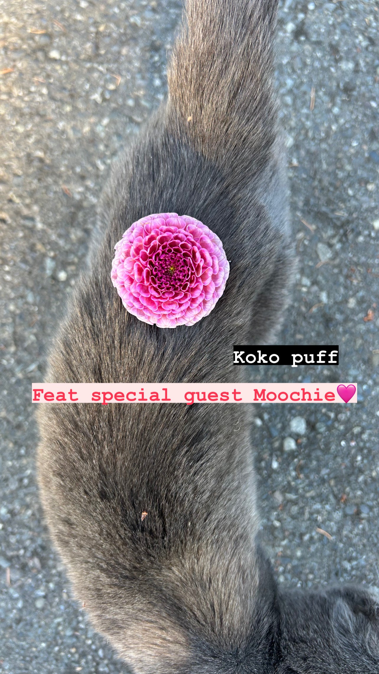 Koko puff