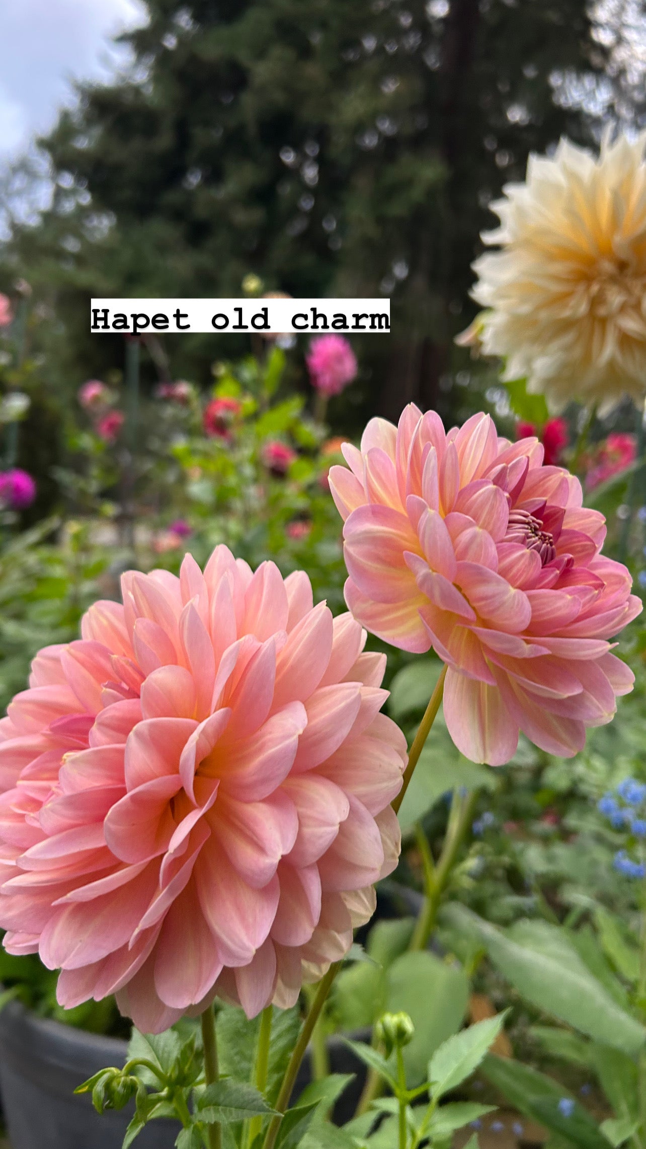 Hapet old charm