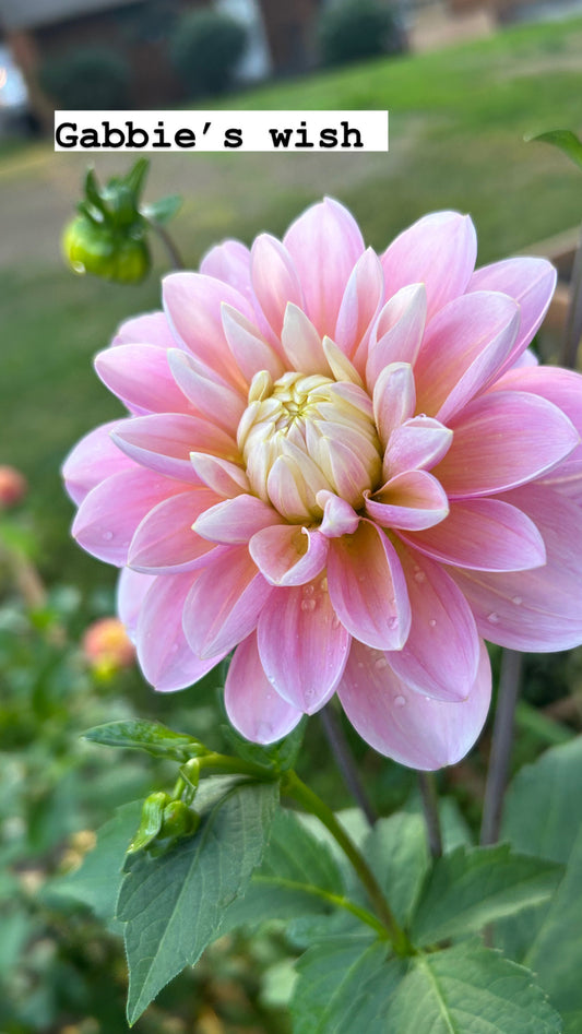 Gabbie’s wish