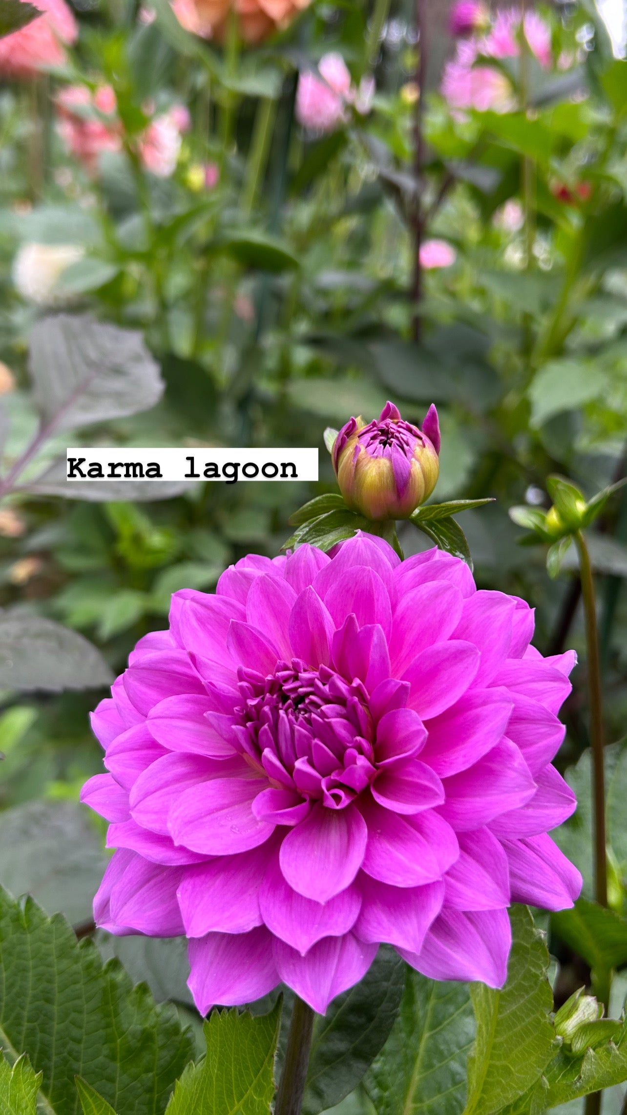 Karma lagoon