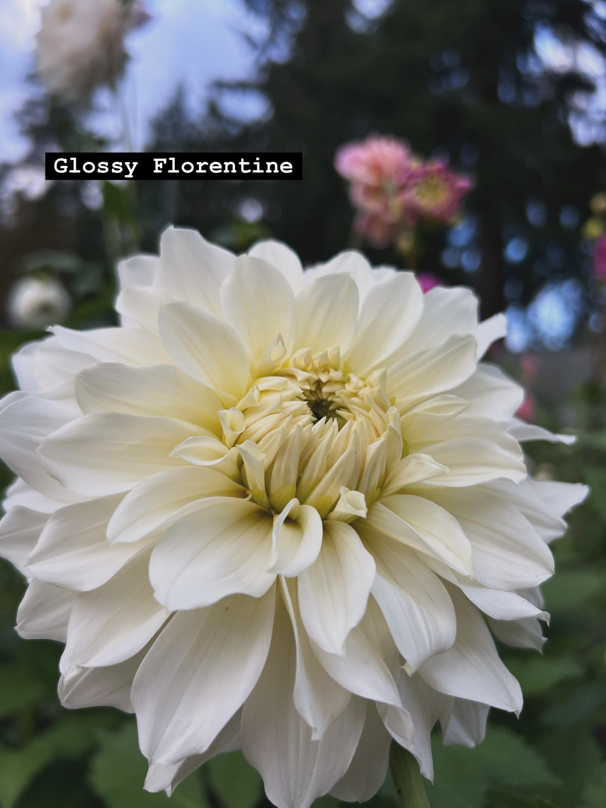 Glossy Florentine