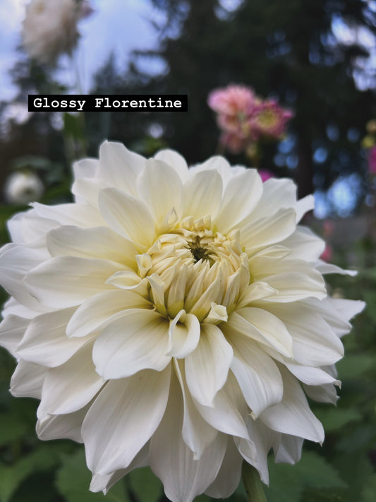Glossy Florentine