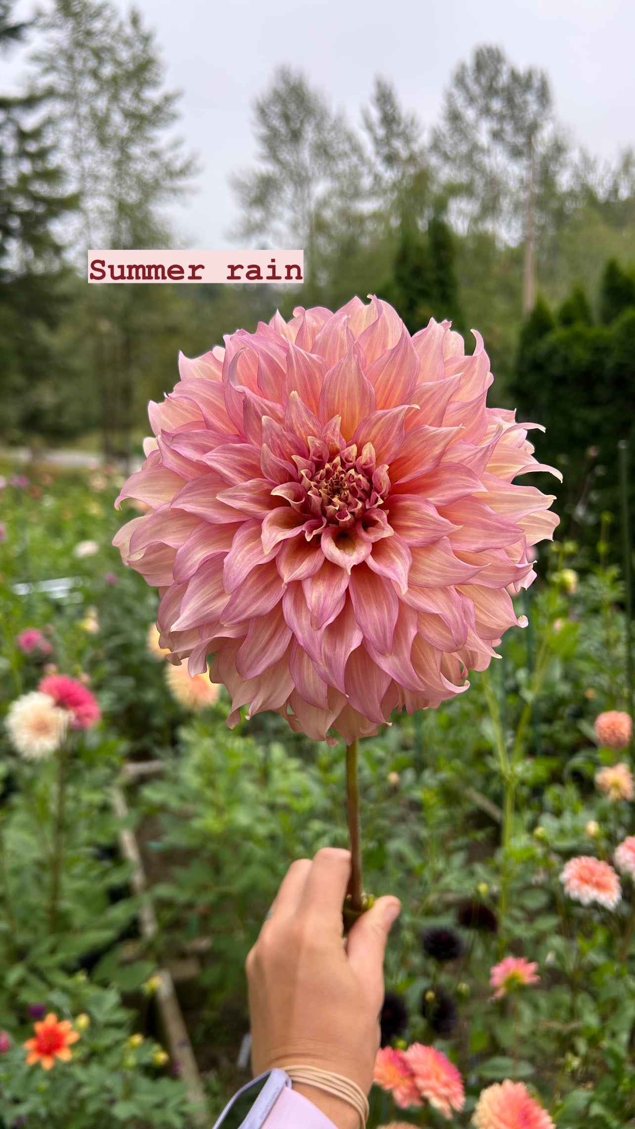 Summer Rain