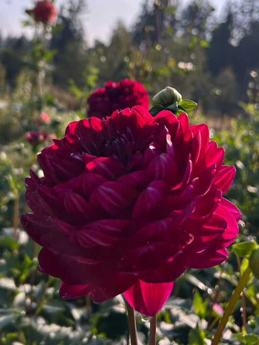 Sandia Bertha