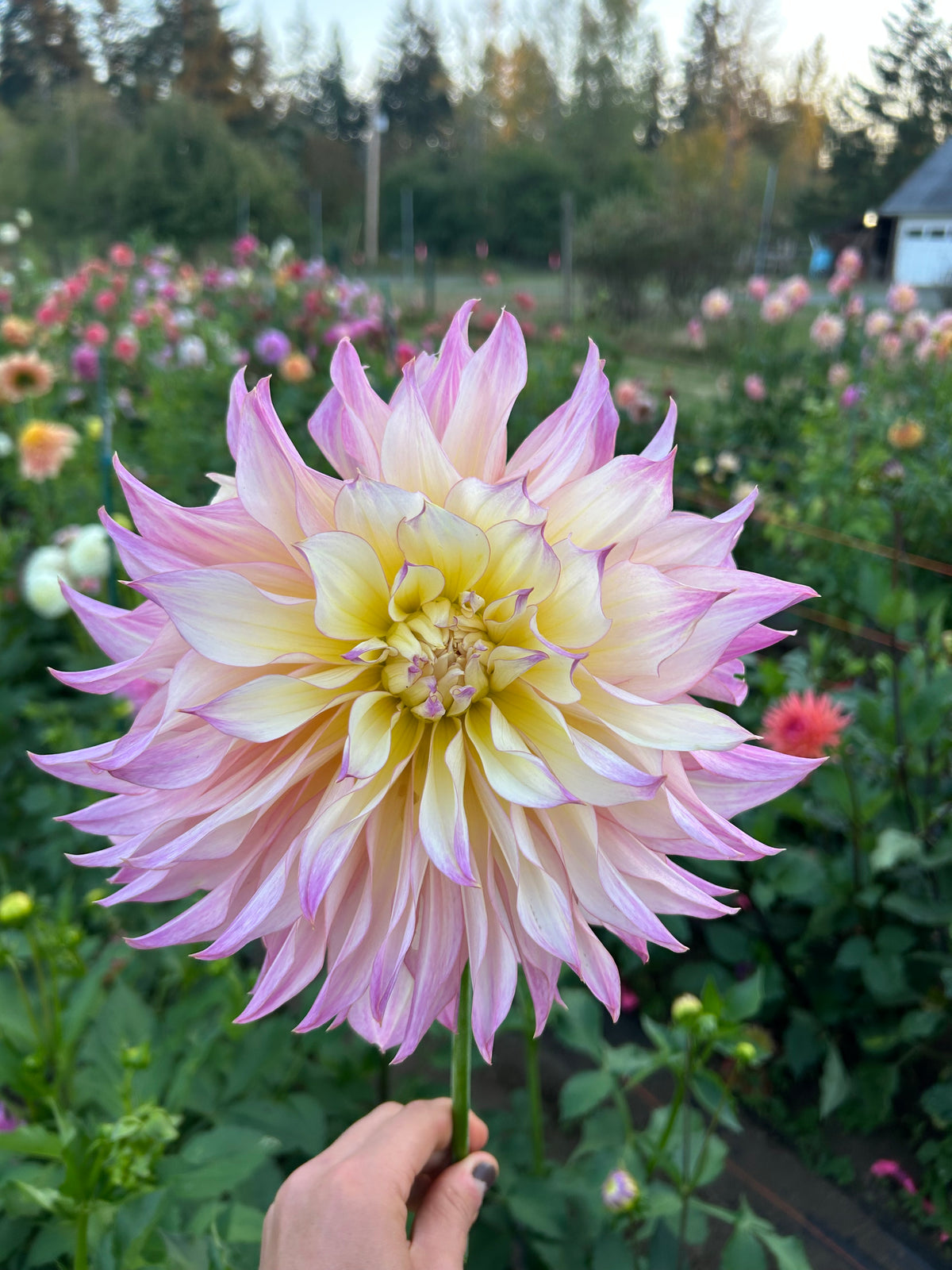 Garden Of Love